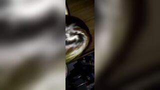 台湾棒球啦啦队苏怡静事件